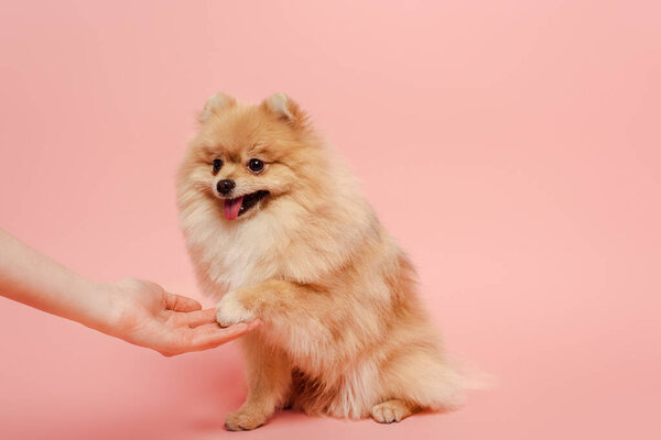 cropped view of pomeranian spitz dog giving paw to woman on pink