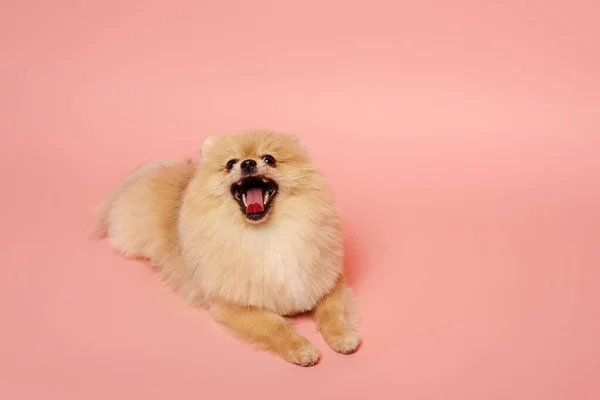 Sevimli Küçük Pomeranya Köpeği Pembenin Üzerinde Yatıyor — Stok fotoğraf