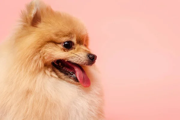 Perto Pouco Cão Spitz Pomeranian Isolado Rosa — Fotografia de Stock