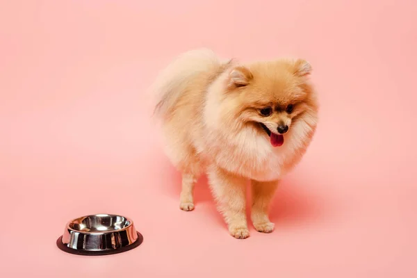 Cute Pomeranian Spitz Dog Standing Empty Bowl Pink — Stock Photo, Image