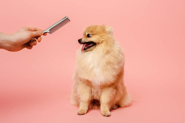 cropped view of groomer with comb making hairstyle to cute dog on pink