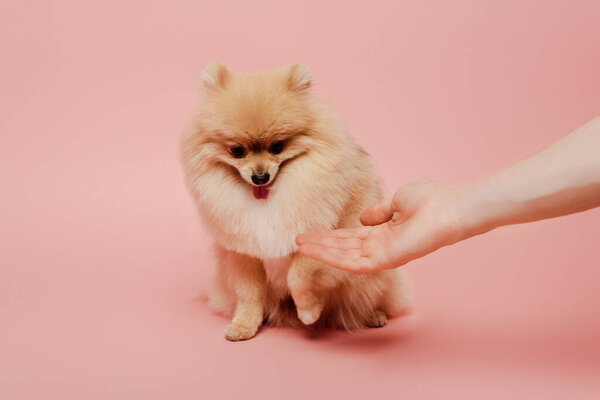 cropped view of pomeranian spitz dog on pink