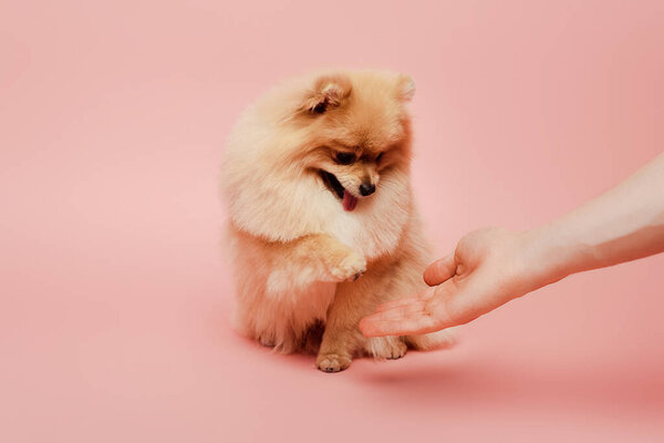 cropped view of pomeranian spitz dog giving paw to woman on pink