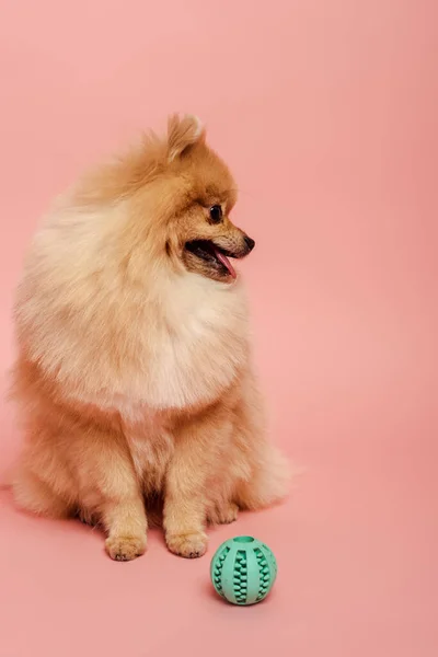 Lindo Perro Spitz Pomeranian Con Bola Rosa —  Fotos de Stock