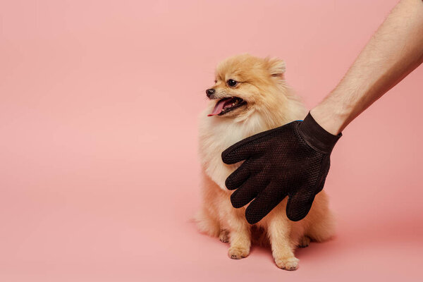 cropped view of man combing cute spitz dog with grooming rubber glove on pink