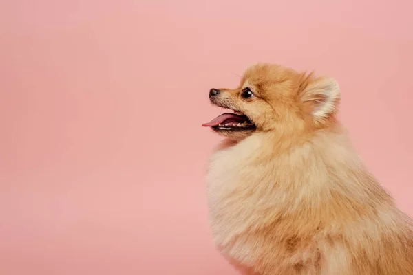 Bedårande Liten Pommerska Spitz Hund Isolerad Rosa — Stockfoto