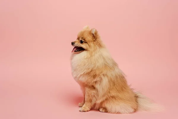 Söt Liten Pommerska Spitz Hund Rosa — Stockfoto