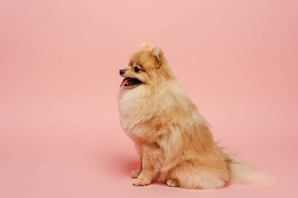 cute little pomeranian spitz dog on pink