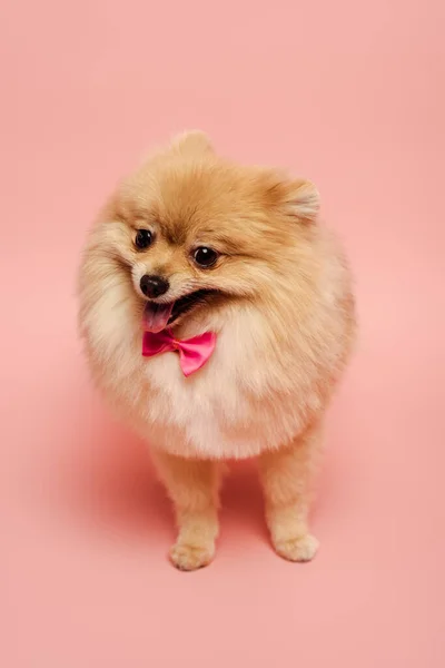 Pomeranian Spitz Cão Com Bonito Laço Sobre Rosa — Fotografia de Stock