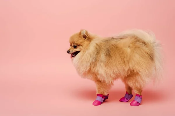 Roztomilý Pomeranian Spitz Stojící Psí Obuvi Růžové — Stock fotografie