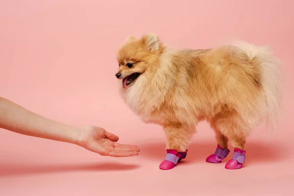 Cropped View Female Hand Cute Pomeranian Spitz Standing Dog Shoes — Stock Photo, Image