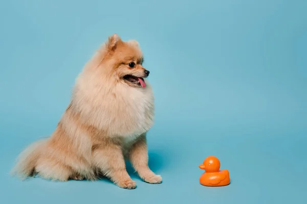 Lurviga Pommerska Spitz Hund Blå Med Gummi Anka — Stockfoto