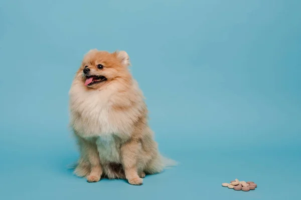 Roztomilý Pomeranian Spitz Pes Tabletami Modré — Stock fotografie