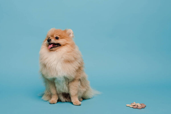 cute pomeranian spitz dog with tablets on blue