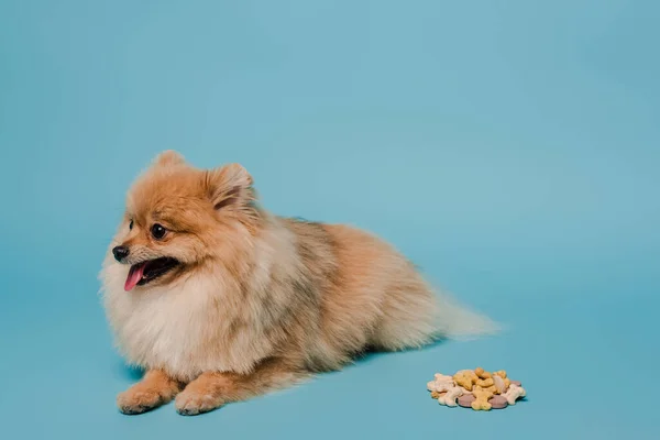 Adorable Fluffy Pomeranian Spitz Dog Tablets Blue — Stock Photo, Image