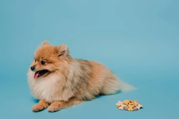 Adorable Chien Épicé Poméranien Moelleux Avec Des Comprimés Sur Bleu — Photo