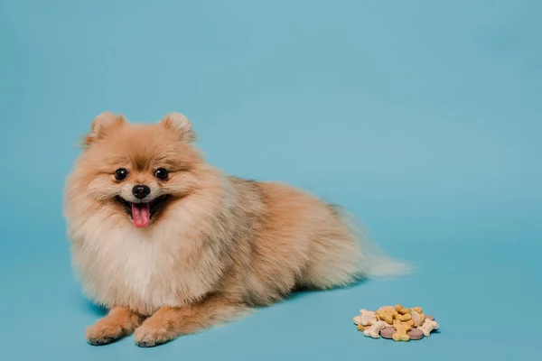 Cachorro Spitz Pomeranian Fofo Com Comprimidos Azul — Fotografia de Stock