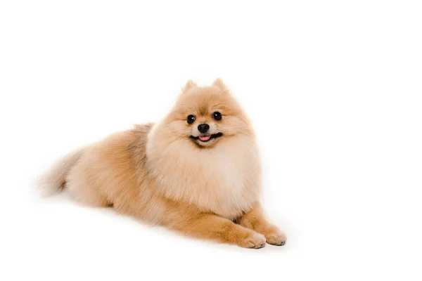Śmieszne Mały Pomeranian Spitz Pies Leży Odizolowany Białym — Zdjęcie stockowe
