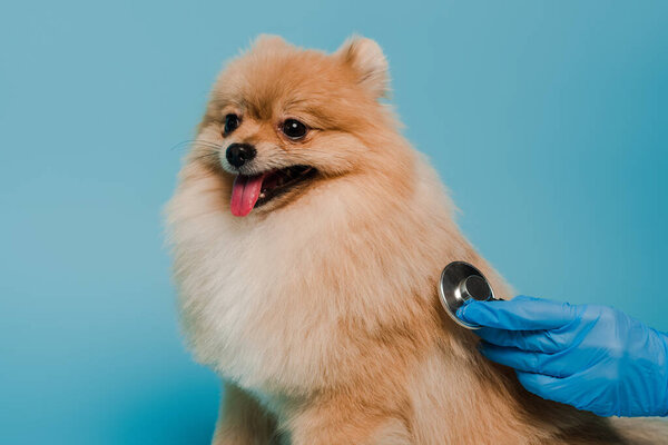 cropped view of veterinarian in latex glove examining dog with stethoscope isolated on blue