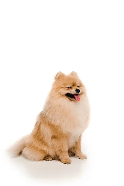 Roztomilý Pomeranian Spitz Pes Sedí Bílém — Stock fotografie