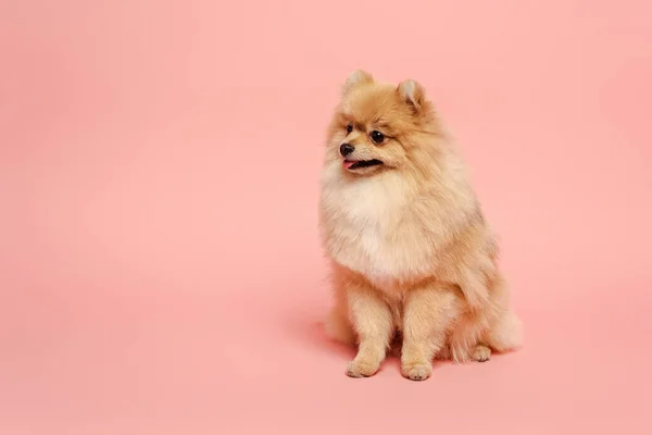 Bonito Pouco Pomeranian Spitz Cão Rosa — Fotografia de Stock