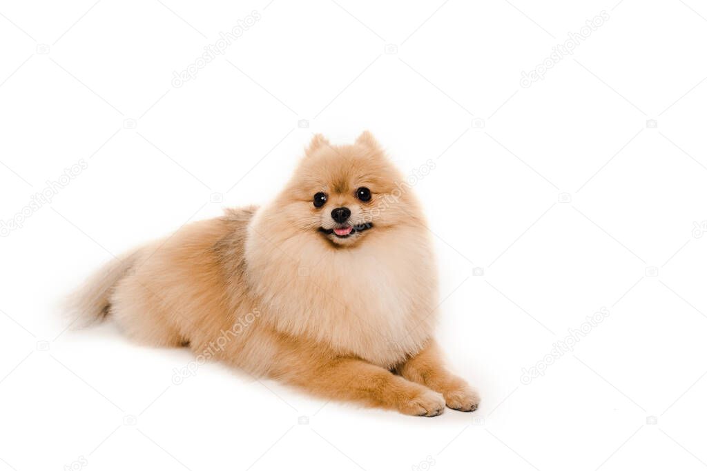 funny little pomeranian spitz dog lying isolated on white