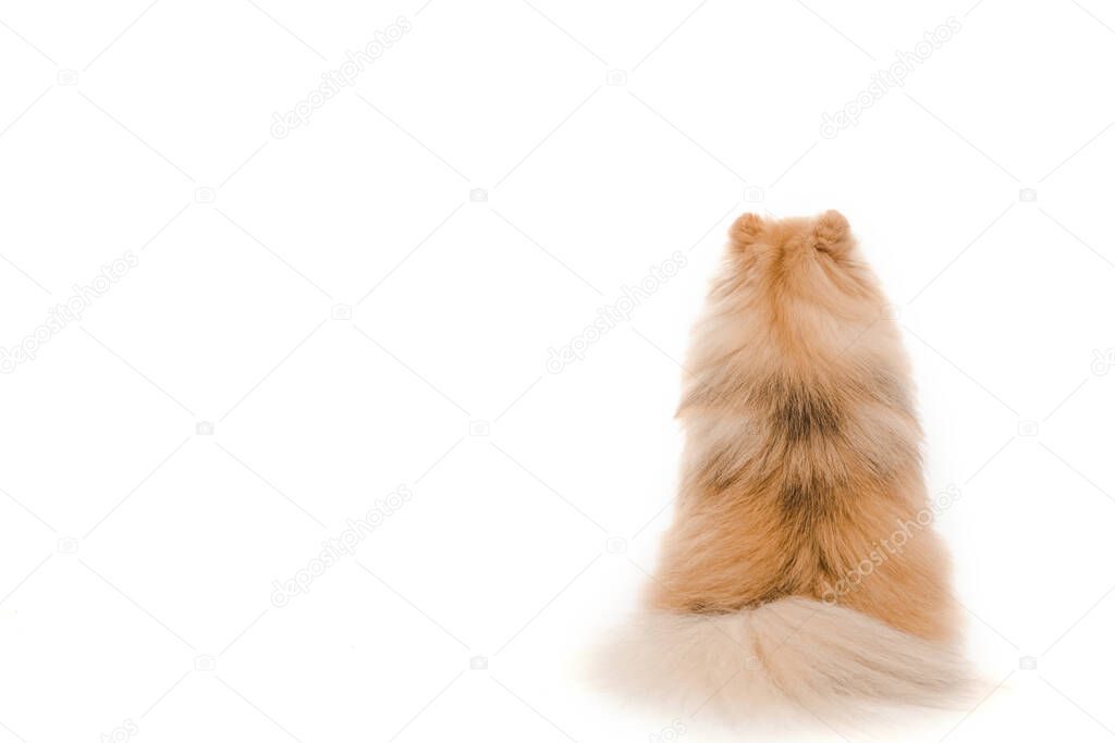 back view of little pomeranian spitz dog sitting isolated on white