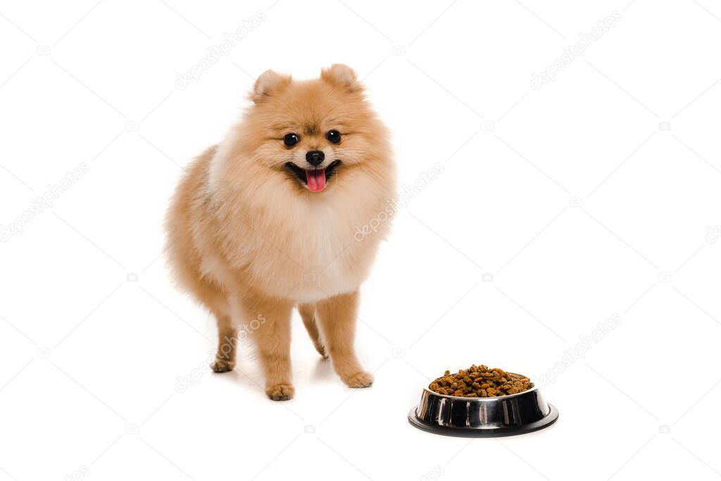 cute pomeranian spitz near bowl with dog food on white