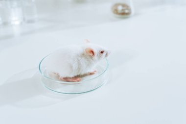 Veterinerlik kliniğinde, masasında, petri kabındaki küçük beyaz farenin yüksek açılı görüntüsü