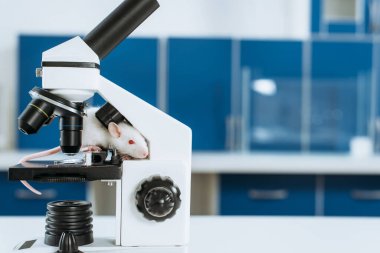 Veterinerlik kliniğinde mikroskopta fare var.