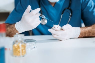 Plastik eldivenli veterinerin beyaz farenin yanında aşılı şırınga tutarken kısmi görüntüsü
