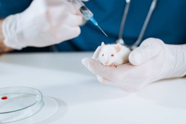 Beyaz farenin yanında aşılı şırınga tutan lateks eldivenli veteriner manzarası