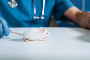 Veteriner kliniğinde beyaz farenin kuyruğunu tutan veterinerlerin kısmi görüntüsü