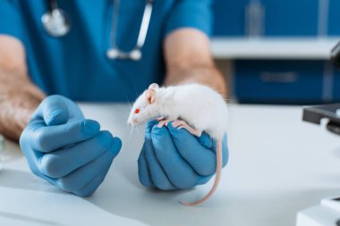 Lateks eldivenli veteriner görüşü. Klinikteki beyaz fareyi inceliyor.