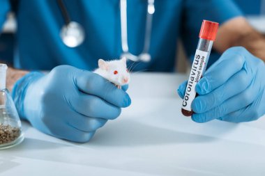 Beyaz fare ve üzerinde koronavirüs yazıtları olan test tüpü tutan lateks eldivenli veteriner görüntüsü