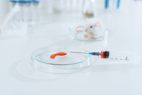 selective focus of syringe and petri dish with blood sample near white mouse in veterinary laboratory