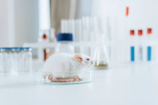 Foco Seletivo Rato Branco Placa Petri Perto Recipientes Com Medicamentos — Fotografia de Stock