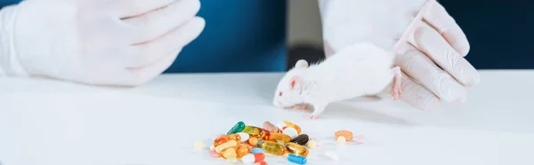 Partial View Veterinarian Latex Gloves Holding White Mouse Capsules Table — Stock Photo, Image