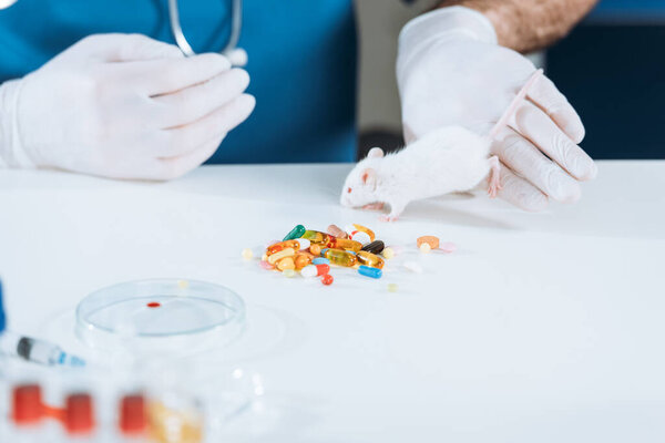 cropped view of veterinarian in latex gloves near white mouse, capsules and petri dish on desk