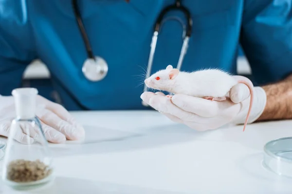兽医戴着乳胶手套抱着白鼠的剪影 — 图库照片