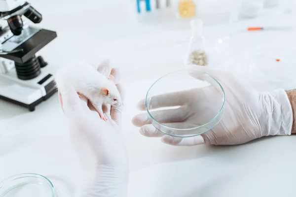 Cropped View Veterinarian Rubber Gloves Holding White Mouse Petri Dish — Stock Photo, Image