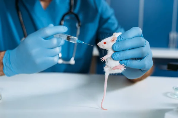 Částečný Pohled Veterinárního Lékaře Latexových Rukavicích Bílou Myší Injekční Stříkačkou — Stock fotografie