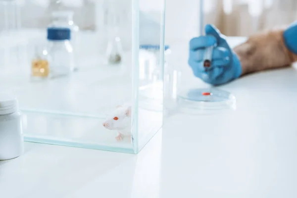 Kan Örneğiyle Birlikte Petri Kabının Yanında Şırınga Tutan Veteriner Manzarası — Stok fotoğraf