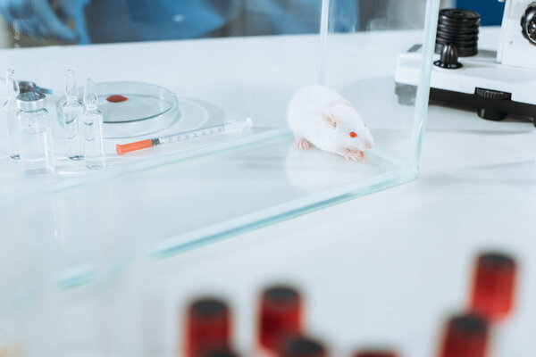 selective focus of white mouse in glass box near ampules, syringe and petri dish 