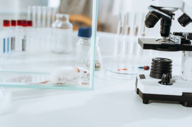 Mikroskobun yanındaki cam kutuda beyaz fare ve veteriner kliniğinde test tüpleri.