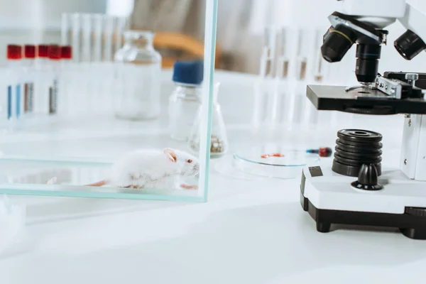 White Mouse Glass Box Microscope Test Tubes Veterinary Clinic — Stock Photo, Image