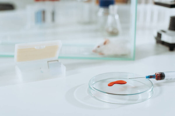 selective focus of syringe and petri dish with blood sample near white mouse in glass box