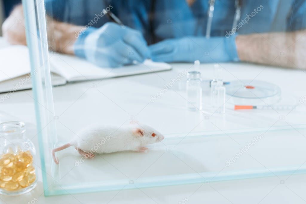 cropped view of veterinarian in latex gloves writing in notebook near white mouse in glass box, ampules and containers mith medicines