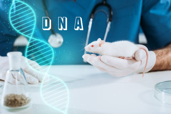 cropped view of veterinarian in latex gloves holding white mouse, dna illustration