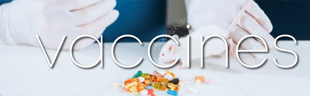 partial view of veterinarian in latex gloves holding white mouse near capsules on table, panoramic shot, vaccines illustration